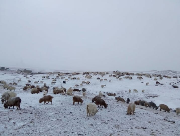 ЗУДЫН БАЙДЛЫГ ҮНЭЛЭХЭД 11 АЙМГИЙН 43 СУМ ЦАГААН ЗУДТАЙ БАЙНА